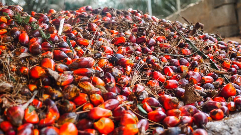 NiduPalmoil Production