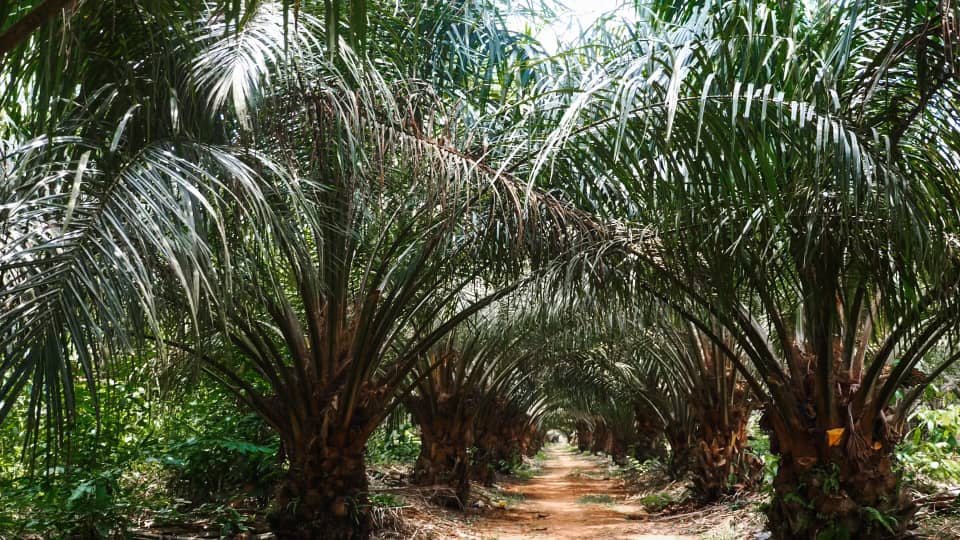 Palm Fruit