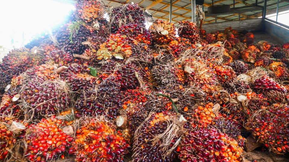 Palm Fruit Bunch